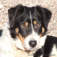 Astra Bee, Tricolour, smooth coated female